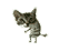 Cat dance :cat: